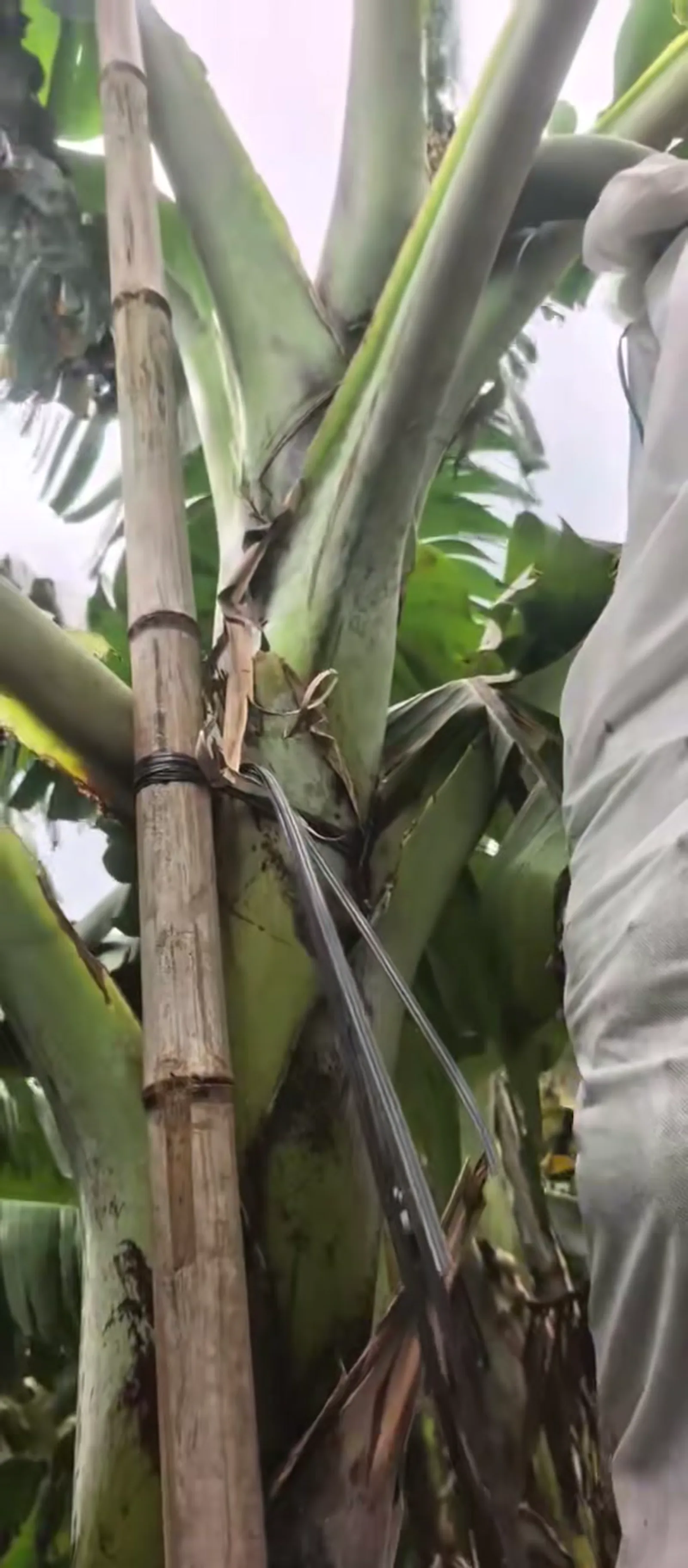 Banana plant support using tying material